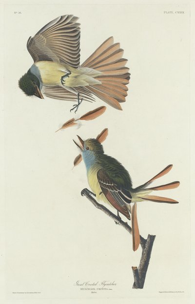 Großer Kappenschnäpper von Robert Havell