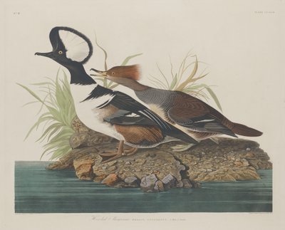 Kappensäger, 1834 von Robert Havell
