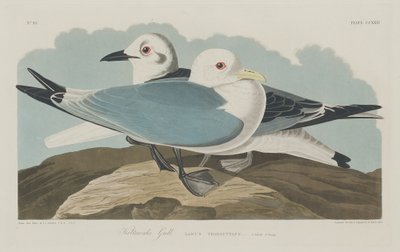 Dreizehenmöwe, 1834 von Robert Havell