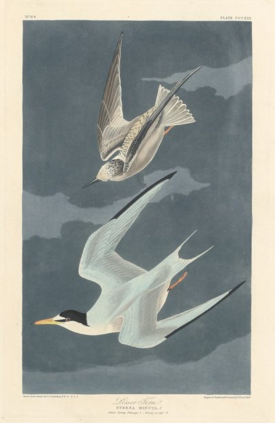 Zwergseeschwalbe, 1836 von Robert Havell