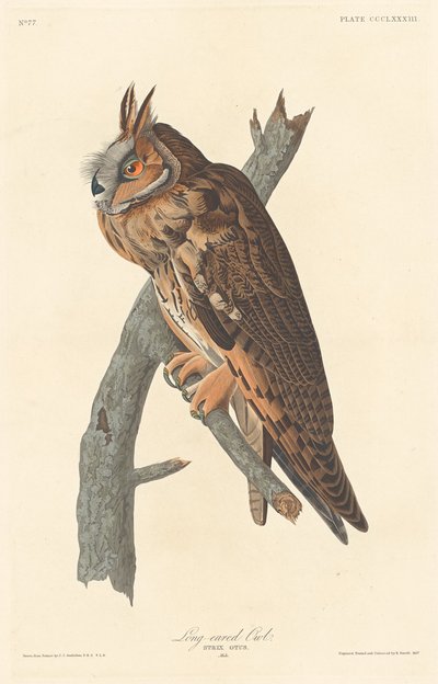 Waldohreule von Robert Havell