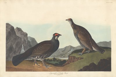 Langschwanz- oder Dunkelgrouse von Robert Havell