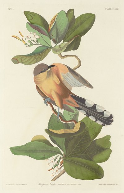 Mangrovenkuckuck, 1833 von Robert Havell