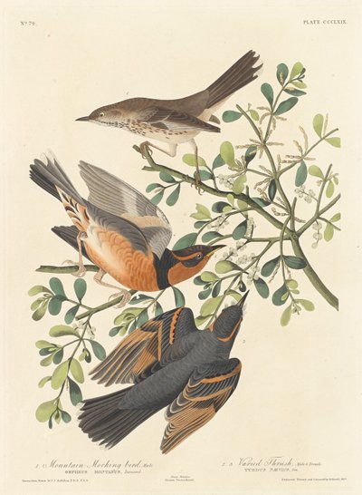 Bergspottdrossel und bunter Drossel, 1837 von Robert Havell