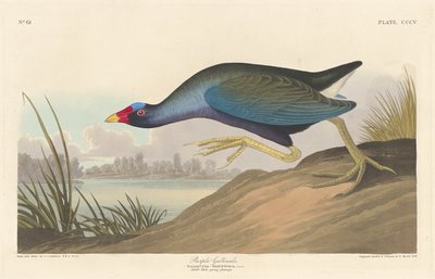 Purpurhuhn, 1836 von Robert Havell