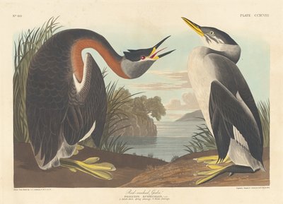 Rothalstaucher von Robert Havell