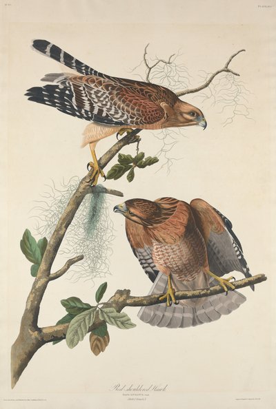 Rotschulterbussard von Robert Havell