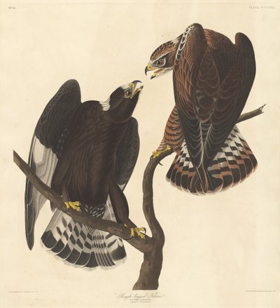Rauhbeiniger Falke, 1838 von Robert Havell