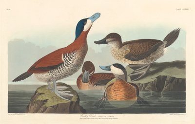 Ruderente von Robert Havell