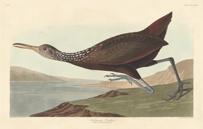 Scolopaceus Courlan von Robert Havell