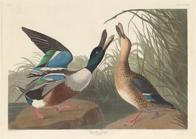 Löffelente von Robert Havell