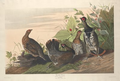 Geflecktes Moorhuhn von Robert Havell