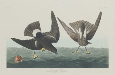 Sturmschwalbe, 1835 von Robert Havell