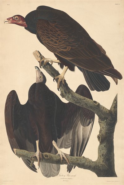 Truthahngeier, 1832 von Robert Havell