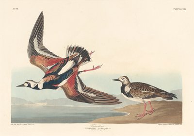 Steinwälzer von Robert Havell
