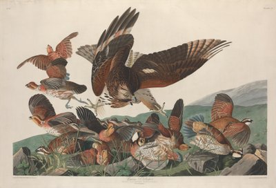 Virginische Rebhuhn von Robert Havell
