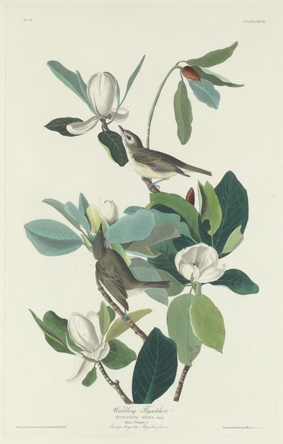 Warbling Flycatcher von Robert Havell