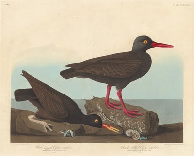 Weißbeiniger Austernfischer und Schlank-Schnabel-Austernfischer, 1838 von Robert Havell