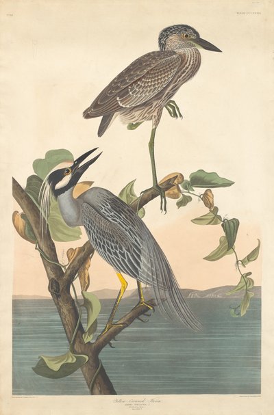 Gelbkrone Nachtreiher, 1836 von Robert Havell