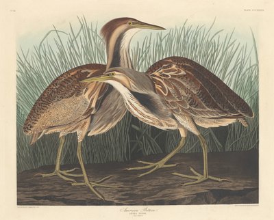 Amerikanischer Rohrdommel von Robert Havell after John James Audubon