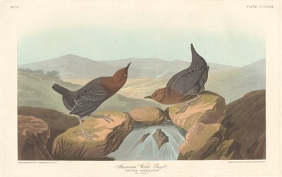 Amerikanische Wasseramsel von Robert Havell after John James Audubon