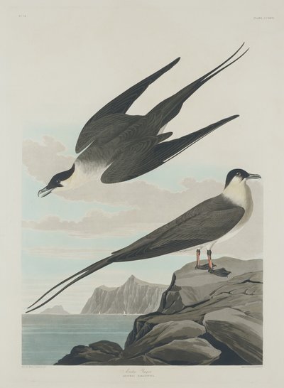 Arktischer Jäger von Robert Havell after John James Audubon