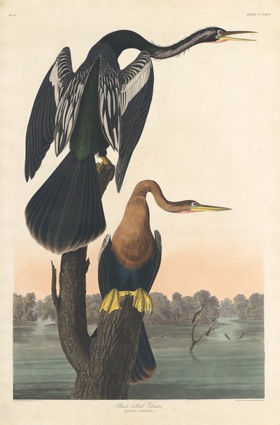 Schwarzbauch-Schlangenhalsvogel von Robert Havell after John James Audubon