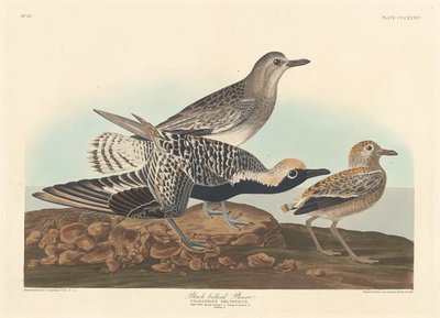 Schwarzbauchregenpfeifer von Robert Havell after John James Audubon