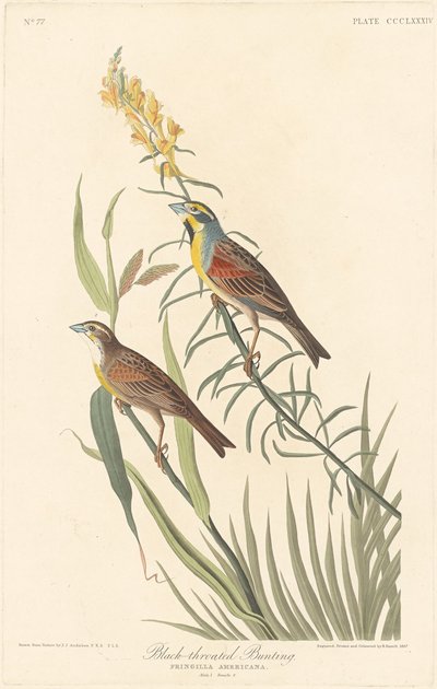 Schwarzkehlammer von Robert Havell after John James Audubon