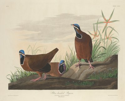 Blauköpfige Taube von Robert Havell after John James Audubon