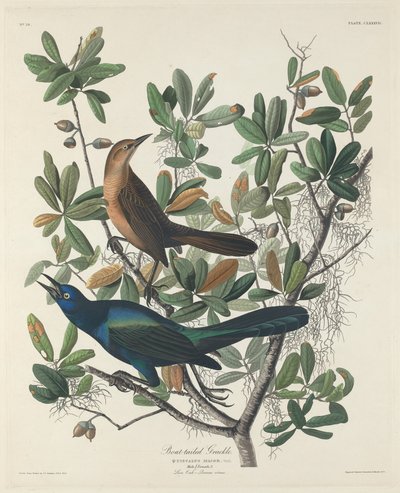 Bootsschwanz-Grackel von Robert Havell after John James Audubon