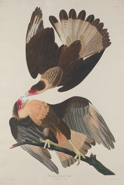 Brasilianischer Karakara-Adler von Robert Havell after John James Audubon