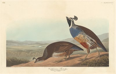 Kalifornisches Rebhuhn von Robert Havell after John James Audubon