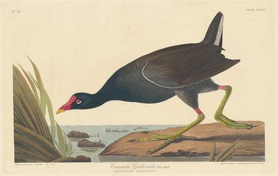 Teichhuhn von Robert Havell after John James Audubon