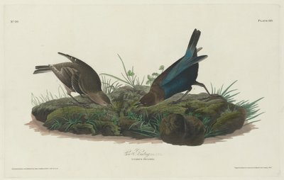 Kuhammer von Robert Havell after John James Audubon