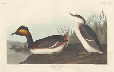 Schwarzhalstaucher von Robert Havell after John James Audubon