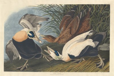Eiderente von Robert Havell after John James Audubon