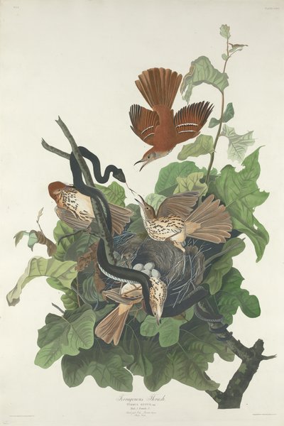 Rostdrossel von Robert Havell after John James Audubon