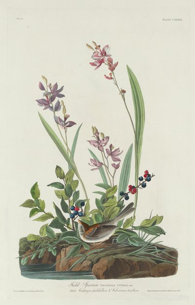 Feldsperling von Robert Havell after John James Audubon