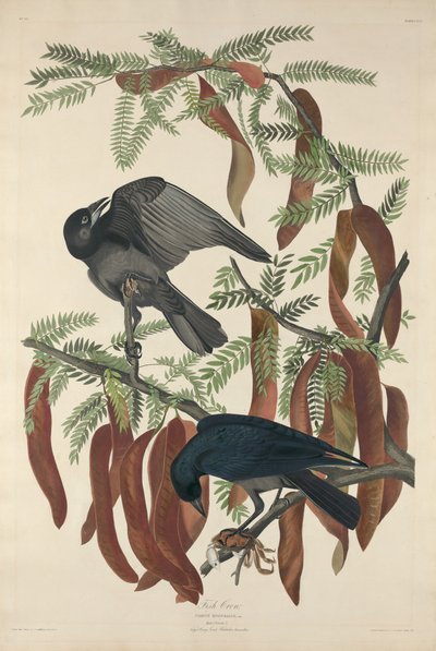 Fischkrähe von Robert Havell after John James Audubon