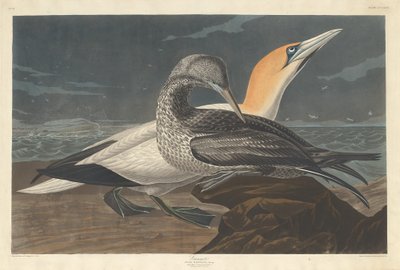 Basstölpel von Robert Havell after John James Audubon