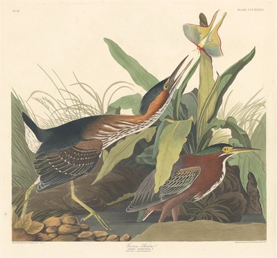 Grüner Reiher von Robert Havell after John James Audubon