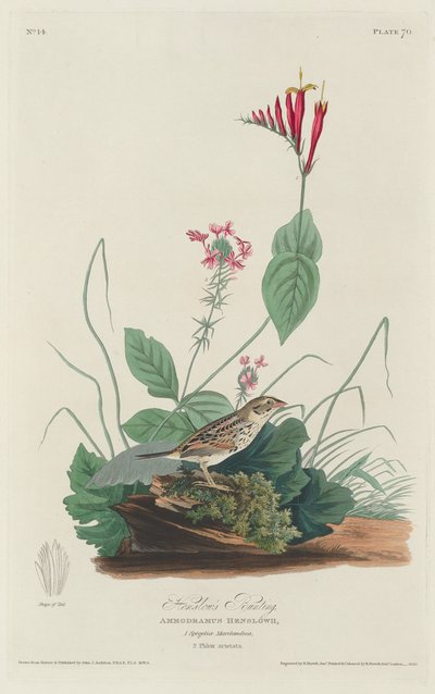 Henslows Ammer von Robert Havell after John James Audubon