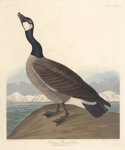 Hutchins Ringelgans von Robert Havell after John James Audubon