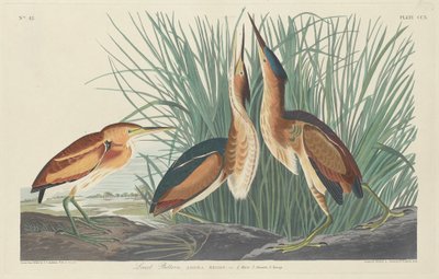 Zwergdommel von Robert Havell after John James Audubon