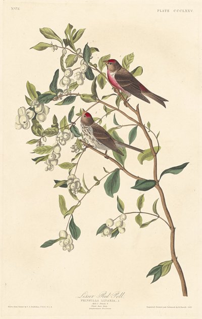 Kleine Birkenzeisig von Robert Havell after John James Audubon