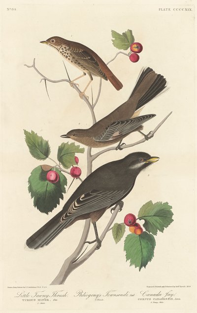 Kleiner brauner Drossel von Robert Havell after John James Audubon