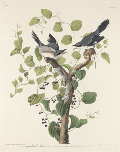 Loggerhead-Würger von Robert Havell after John James Audubon