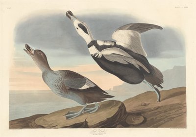 Pied Duck von Robert Havell after John James Audubon