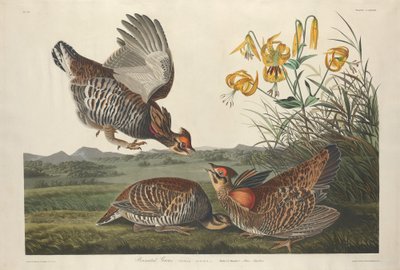 Präriehuhn von Robert Havell after John James Audubon